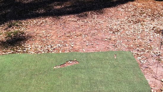 Mäuse haben den Teppich angefressen