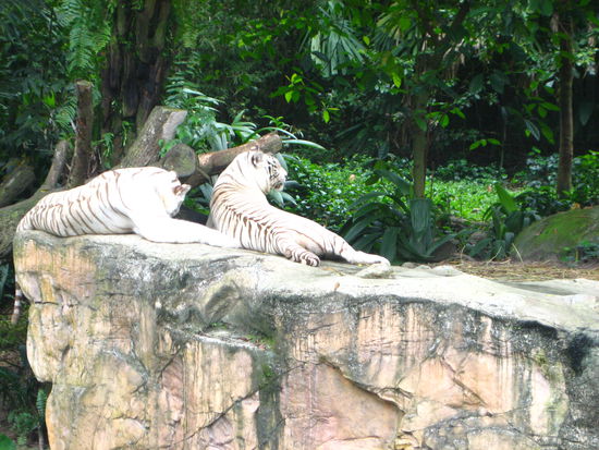 Weisse Tiger im Zoo