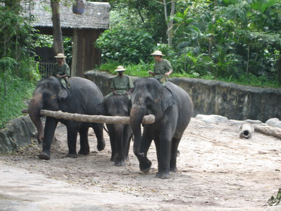 Elefanten bei der Arbeit... Show im Zoo