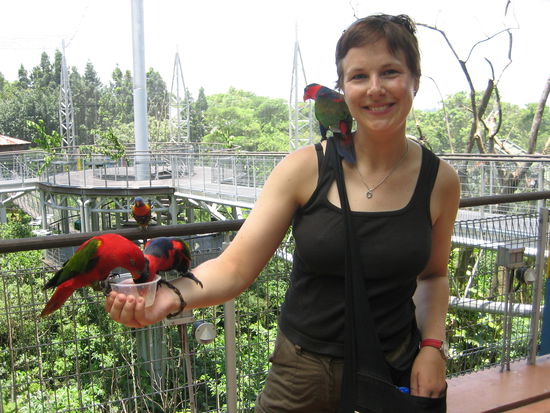 Ich habe im Bird Park die Lorries gefuettert... Lustige Kerlchen!
