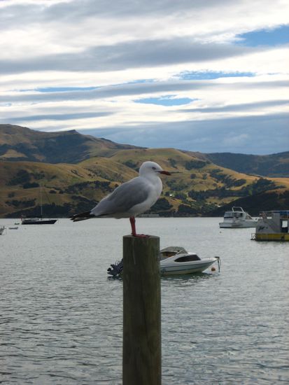 Im Hafen von Akaroa II