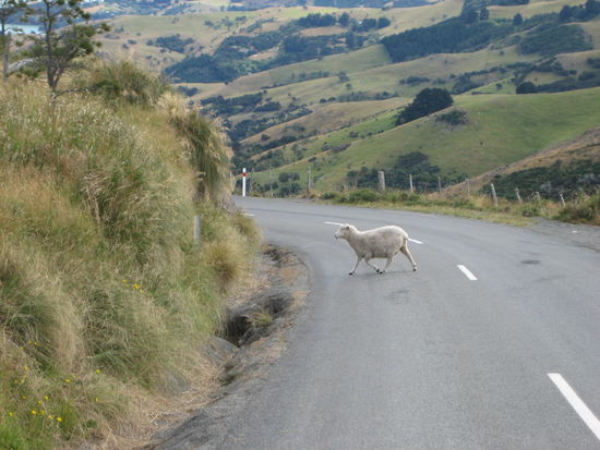 Schaf auf Abwegen