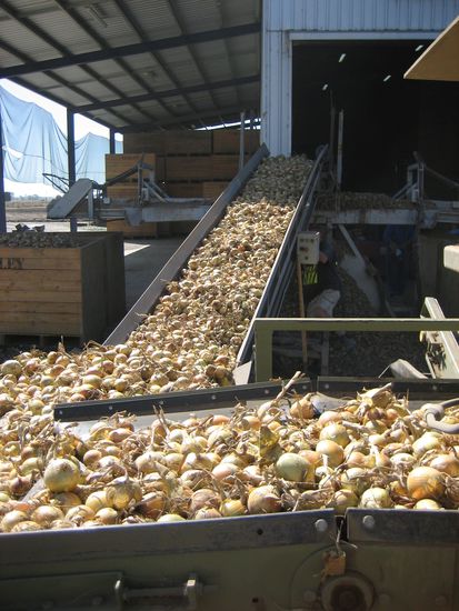 Zwiebeln soweit das Auge reicht