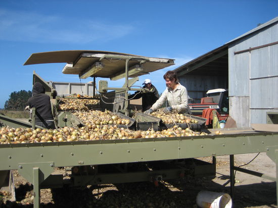 Meine Hauptbeschaeftigung...."Onion Grading"