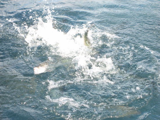 Scheint aber zu schmecken...