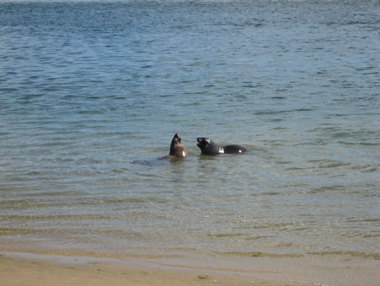 In den Catlins bei Owaka