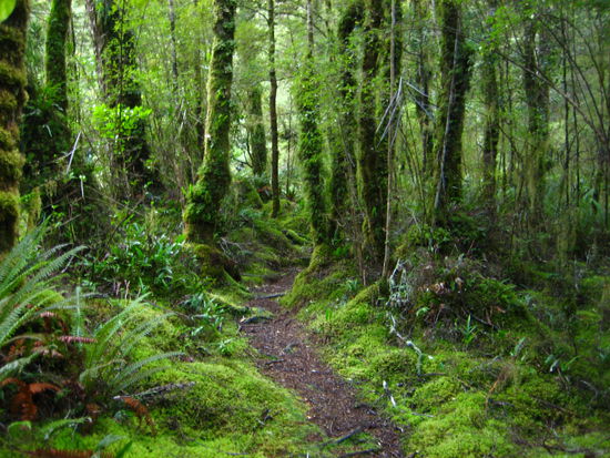 Der Catlins River Walk