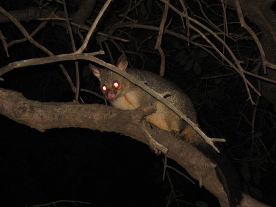Ein Possum in der Nähe des Botanischen Garten