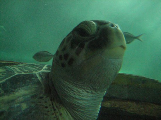 Ja hallo - im Aquarium!