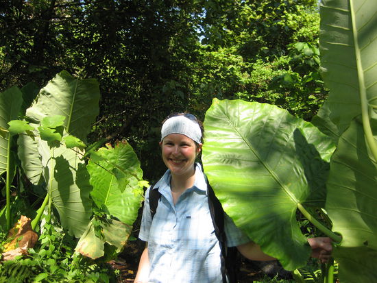 Im Dschungel - die Vegetation ist krass!