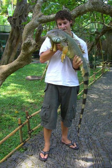 ...ae wunderschoene Leguan...