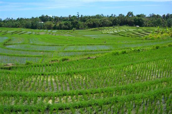 Eine traumhafte Kulisse auf dem Weg zur kuenstler Stadt Ubud.