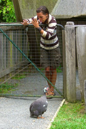 ... aber vo komische Huehner fluechtet si ab wies bisiwaetter hindere Zuhn... und chum ir Sicherheit - scho wieder aes grosses Mul...