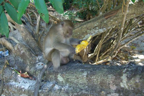 Hed do eine aecht sis Muul chli zwit ufgresse gha?!
...schwub diwub ond dae frach monkey hed dae Cholbe packt ond esch ab wies bisiwaetter!
(hi,hi, ech muess jo jetzt no grense wenn ech a Stufi si Gsechtsudrock daenke)