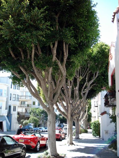 die Baeume hier find ich so cool!