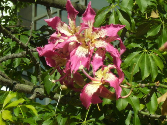 Ein Flaschenbaum