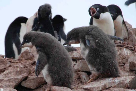 Kleine Adeliepinguine in der Mauser