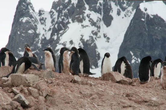 Adeliepinguine