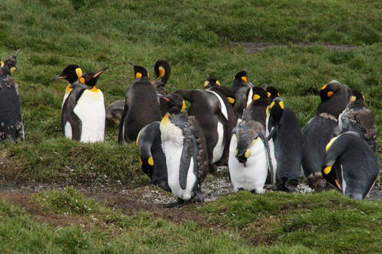Königspinguine