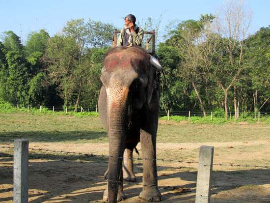 Unser Elefant und sein Mahud