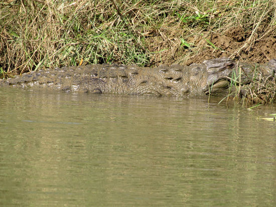 Krokodile zum Sonnen