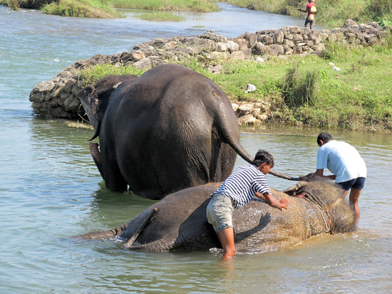 Freude für Tier und Mensch