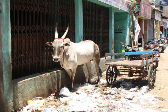 Die heilige Begrüßungskuh in der Altstadt
