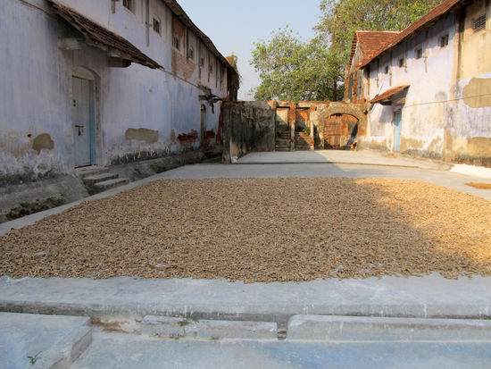 Alles voller Ingwer zum Trocknen