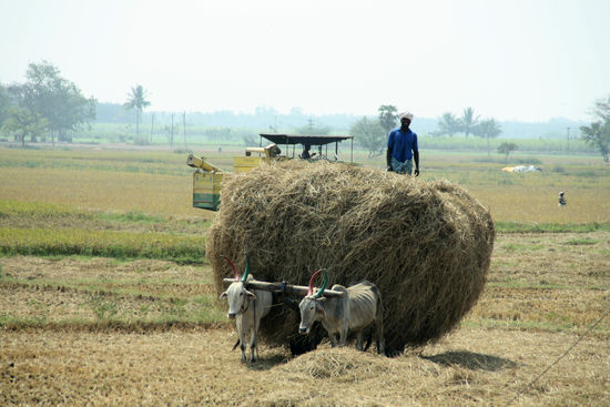 geschmückte Ochsen mit farbig angestrichenen Hörnern als Schmuck