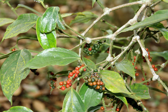 Pfeffer ins seinen Ausprägungen