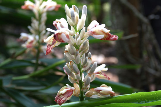 Schönheiten auf der Farm