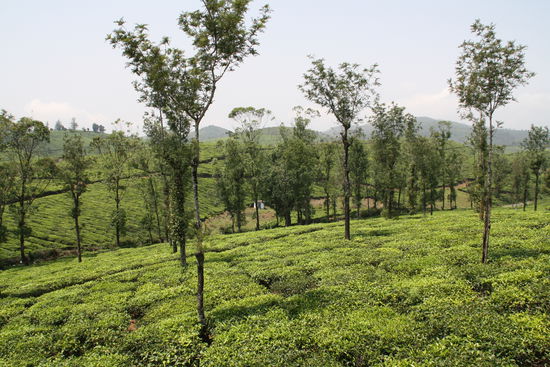 Teeplantagen so weit das Auge reicht mit ihren schattenspendenden Bäumen