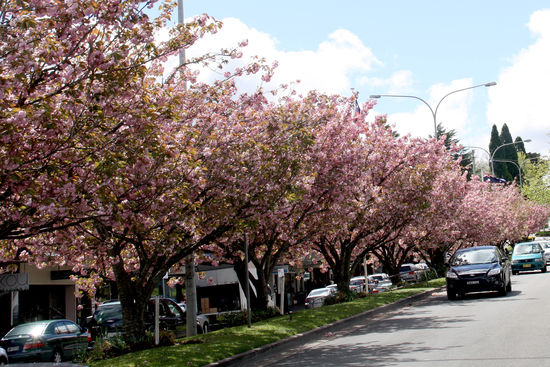 Die Hauptstraße von Leura mit japanischen Zierkirschen