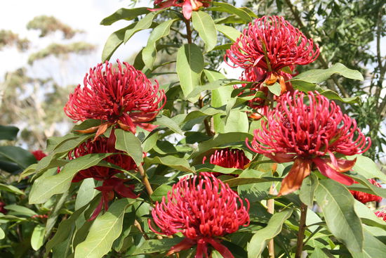 alles in voller Blüte