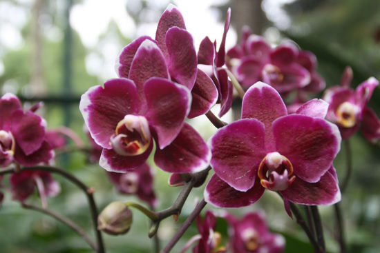 Orchideen in Hülle und Fülle