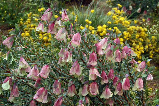 Wildblüten mit Regentropfen