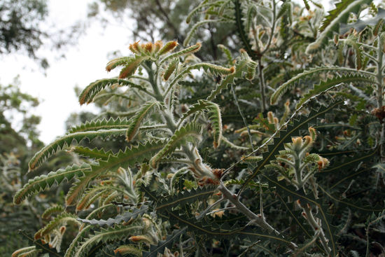 Typische Banksias