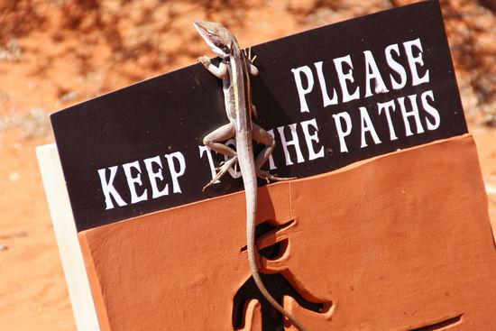 Kleine Echse - hoffentlich verläst sie nicht den Weg...