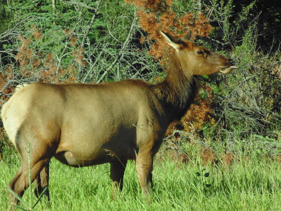 Wapiti-Hirschkuh