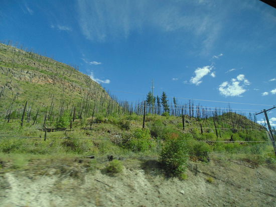 Überreste vom Feuer und neue Vegatation