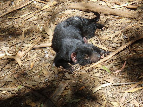 Ein Tasmanischer Teufel