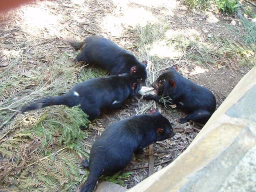 Beim Ratte zerfleischen