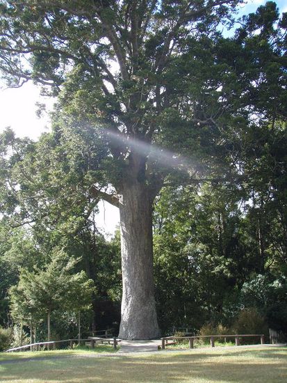 Ein 800 Jahre alter Kauri Baum