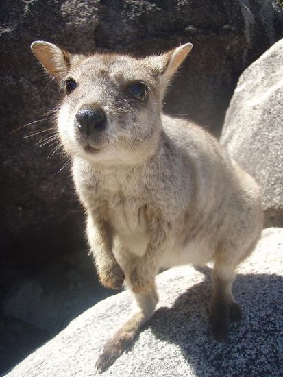 Ein suesses kleines Rock-Wallaby