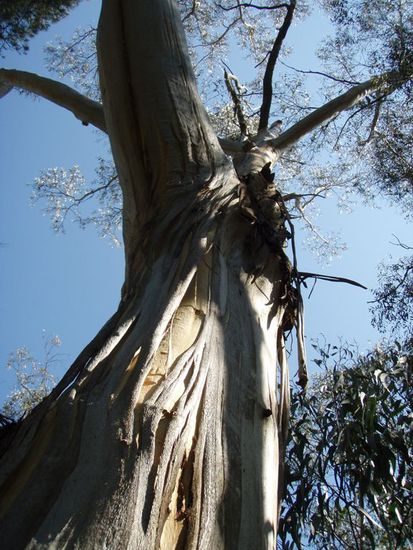 Baum, Rinde von sich werfend;