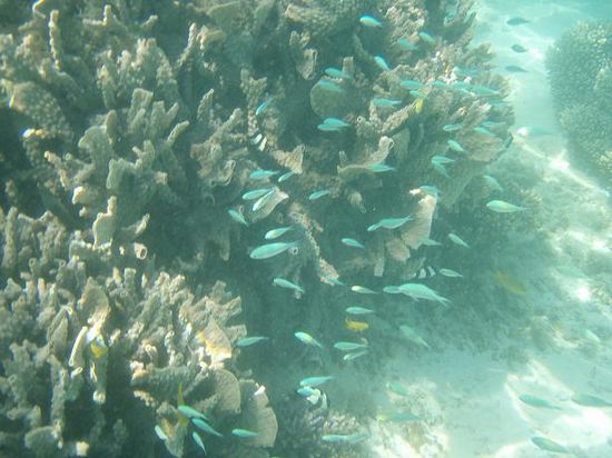 Die ersten Fischschwaerme