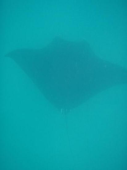 Ein Manta Ray