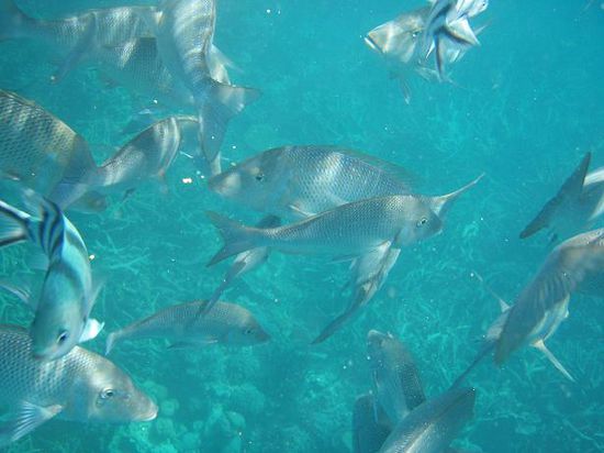 Unter Fischen