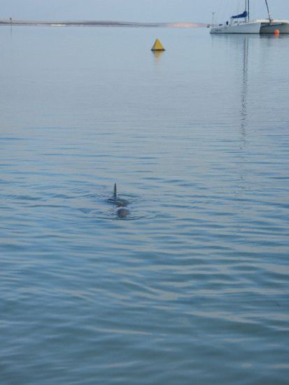 Der erste Delfin!
