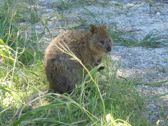 ein Quokka